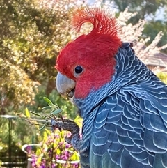 Callocephalon fimbriatum (Gang-gang Cockatoo) at Cook, ACT - 11 Sep 2025 by CathB
