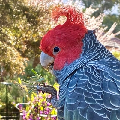 Callocephalon fimbriatum (Gang-gang Cockatoo) at Cook, ACT - 11 Sep 2025 by CathB