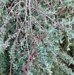 Callocephalon fimbriatum at Cook, ACT - suppressed