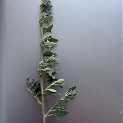 Callocephalon fimbriatum at Cook, ACT - suppressed