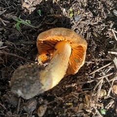 Cortinarius sp. (Cortinarius) at Higgins, ACT - 12 Sep 2025 by Jennybach