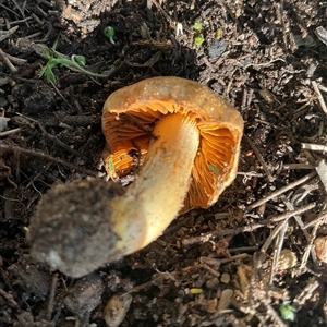 Cortinarius sp. (Cortinarius) at Higgins, ACT - 12 Sep 2025 by Jennybach
