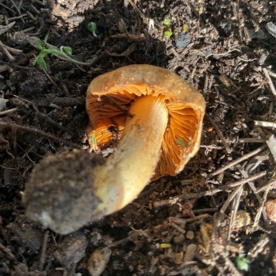 Cortinarius sp. (Cortinarius) at Higgins, ACT - 12 Sep 2025 by Jennybach