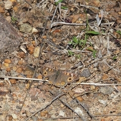 Junonia villida (Meadow Argus) at Macgregor, ACT - 12 Sep 2025 by LD12