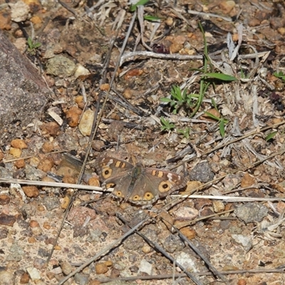 Junonia villida (Meadow Argus) at Macgregor, ACT - 12 Sep 2025 by LD12