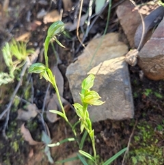 Bunochilus umbrinus (ACT) = Pterostylis umbrina (NSW) (Broad-sepaled Leafy Greenhood) by HappyWanderer