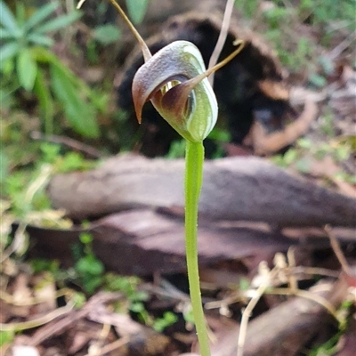 Pterostylis pedunculata at Penrose, NSW - 12 Sep 2025 by Aussiegall