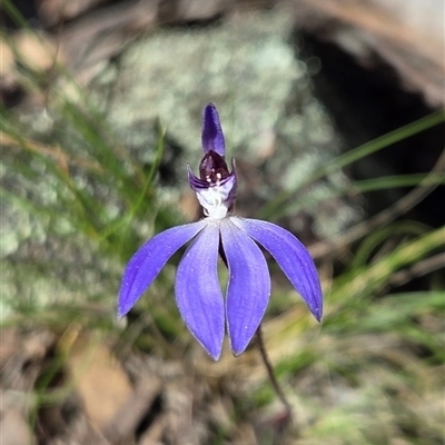 Caladenia caerulea (Blue Fingers, Blue Fairies) at Acton, ACT - 12 Sep 2025 by HappyWanderer