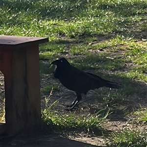Corvus coronoides (Australian Raven) at Braddon, ACT - 12 Sep 2025 by Hejor1
