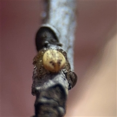 Lehtinelagia sp. (genus) (Flower Spider or Crab Spider) at Braddon, ACT - 12 Sep 2025 by Hejor1