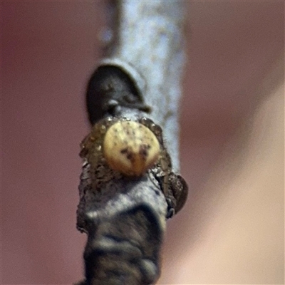 Lehtinelagia sp. (genus) (Flower Spider or Crab Spider) at Braddon, ACT - 12 Sep 2025 by Hejor1