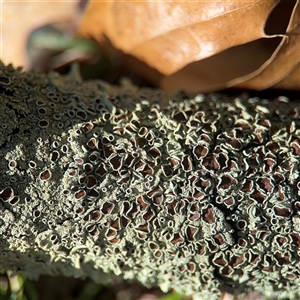 Flavoparmelia rutidota at Braddon, ACT - 12 Sep 2025 by Hejor1