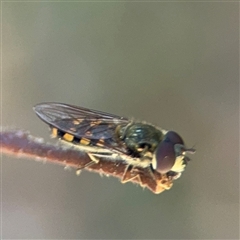Melangyna sp. (genus) (Hover Fly) at Braddon, ACT - 12 Sep 2025 by Hejor1