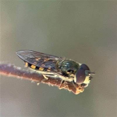 Melangyna sp. (genus) (Hover Fly) at Braddon, ACT - 12 Sep 2025 by Hejor1