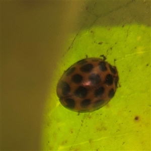 Harmonia conformis (Common Spotted Ladybird) at Braddon, ACT - 12 Sep 2025 by Hejor1