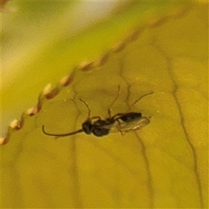 Ichneumonidae (family) at Braddon, ACT - 12 Sep 2025 by Hejor1