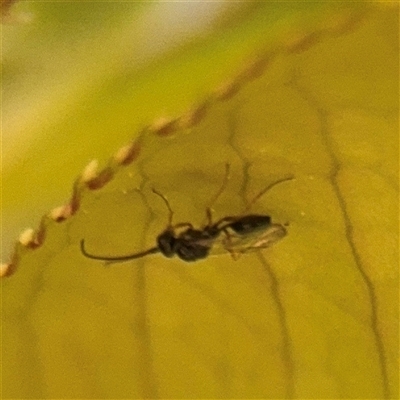 Ichneumonidae (family) at Braddon, ACT - 12 Sep 2025 by Hejor1