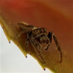 Opisthoncus sp. (genus) (Opisthoncus jumping spider) at Braddon, ACT - 12 Sep 2025 by Hejor1