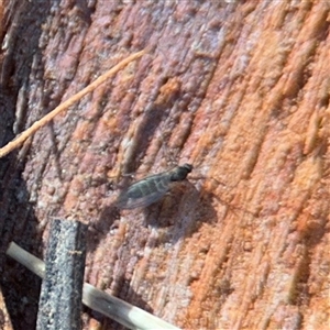Medetera sp. (genus) at Braddon, ACT - 12 Sep 2025 by Hejor1