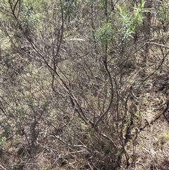 Cassinia longifolia (Shiny Cassinia, Cauliflower Bush) at Hackett, ACT - 12 Sep 2025 by HappyWanderer