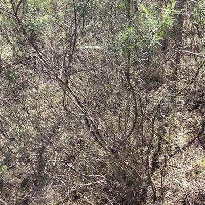 Cassinia longifolia (Shiny Cassinia, Cauliflower Bush) at Hackett, ACT - 12 Sep 2025 by HappyWanderer