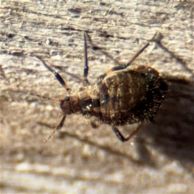 Aphididae (family) at Braddon, ACT - 12 Sep 2025 by Hejor1