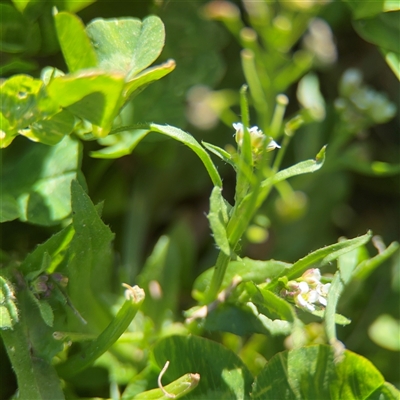 Cardamine hirsuta (Common Bittercress, Hairy Woodcress) at Braddon, ACT - 12 Sep 2025 by Hejor1