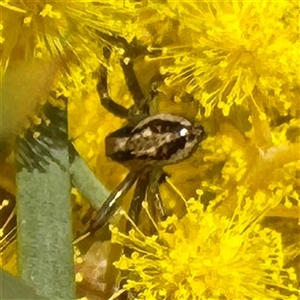 Australomisidia sp. (genus) (Flower spider) at Russell, ACT - 12 Sep 2025 by Hejor1