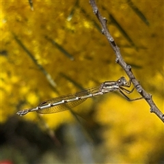 Austrolestes leda (Wandering Ringtail) at Russell, ACT - 12 Sep 2025 by Hejor1