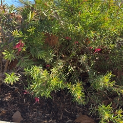 Grevillea (genus) (Grevillea) at Russell, ACT - 12 Sep 2025 by Hejor1