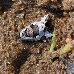 Sciaphila debiliana (A Tortricid moth) at Albury, NSW - 12 Sep 2025 by KylieWaldon