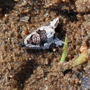 Sciaphila debiliana (A Tortricid moth) at Albury, NSW - 12 Sep 2025 by KylieWaldon
