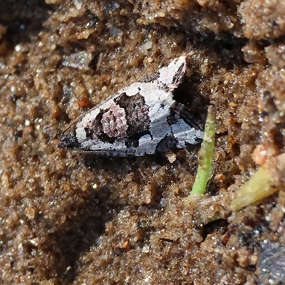 Sciaphila debiliana (A Tortricid moth) at Albury, NSW - 12 Sep 2025 by KylieWaldon