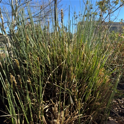 Carex appressa (Tall Sedge) at Russell, ACT - 12 Sep 2025 by Hejor1