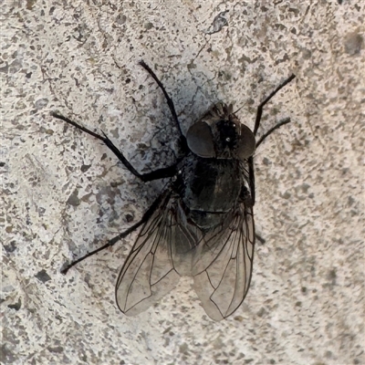 Calliphora sp. (genus) (Unidentified blowfly) at Russell, ACT - 12 Sep 2025 by Hejor1