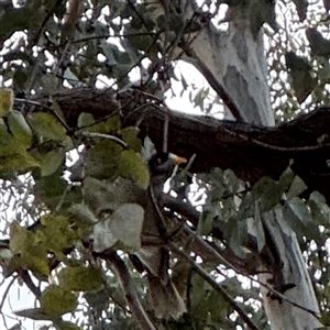 Manorina melanocephala (Noisy Miner) at Campbell, ACT - 11 Sep 2025 by Hejor1