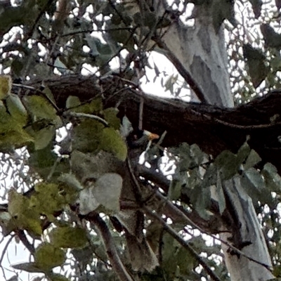 Manorina melanocephala (Noisy Miner) at Campbell, ACT - 11 Sep 2025 by Hejor1