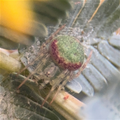 Araneus circulissparsus (species group) (Speckled Orb-weaver) at Campbell, ACT - 11 Sep 2025 by Hejor1
