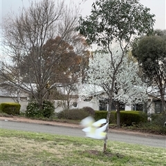Cacatua galerita (Sulphur-crested Cockatoo) at Campbell, ACT - 11 Sep 2025 by Hejor1