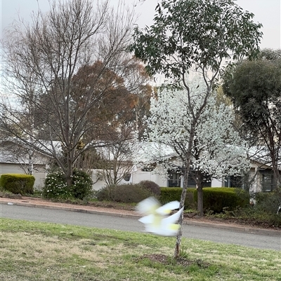 Cacatua galerita (Sulphur-crested Cockatoo) at Campbell, ACT - 11 Sep 2025 by Hejor1