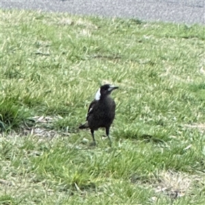 Gymnorhina tibicen (Australian Magpie) at Campbell, ACT - 11 Sep 2025 by Hejor1