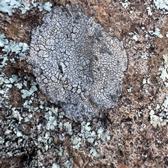 Lecanora flavopallida at Campbell, ACT - 11 Sep 2025 by Hejor1