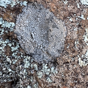 Lecanora flavopallida at Campbell, ACT - 11 Sep 2025 by Hejor1
