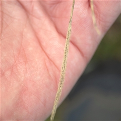 Setaria parviflora (Slender Pigeon Grass) at Campbell, ACT - 11 Sep 2025 by Hejor1