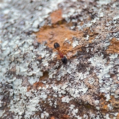 Camponotus consobrinus (Banded sugar ant) at Campbell, ACT - 11 Sep 2025 by Hejor1