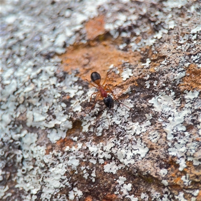 Camponotus consobrinus (Banded sugar ant) at Campbell, ACT - 11 Sep 2025 by Hejor1