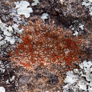 Caloplaca sp. at Campbell, ACT - 11 Sep 2025 by Hejor1
