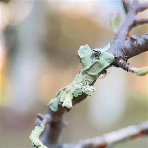 Flavoparmelia sp. at Campbell, ACT - 11 Sep 2025 by Hejor1