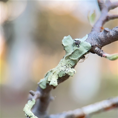 Flavoparmelia sp. at Campbell, ACT - 11 Sep 2025 by Hejor1