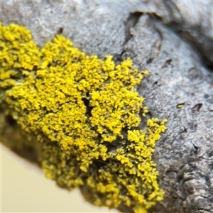 Candelariella sp. at Campbell, ACT - 11 Sep 2025 by Hejor1